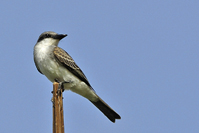 Tyrannus dominicensis